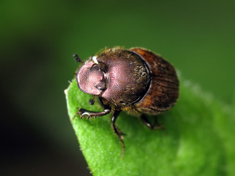 Onthophagus fracticornis (Preyssler, 1790)